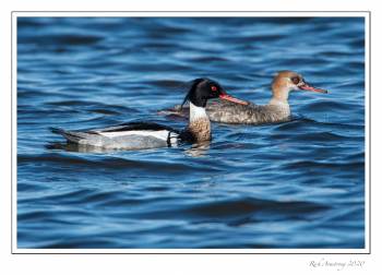 red-breasted merganser pair.jpg